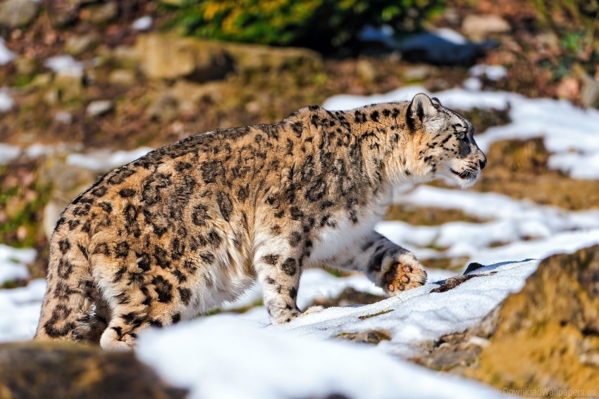 free PNG predator, rocks, snow, snow leopard, walking wallpaper background best stock photos PNG images transparent
