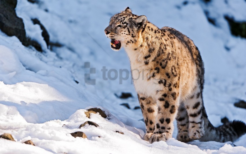 free PNG predator, snow, snow leopard, teeth, walk wallpaper background best stock photos PNG images transparent