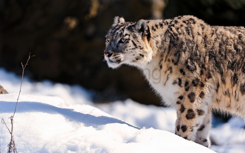 free PNG predator, snow, snow leopard wallpaper background best stock photos PNG images transparent
