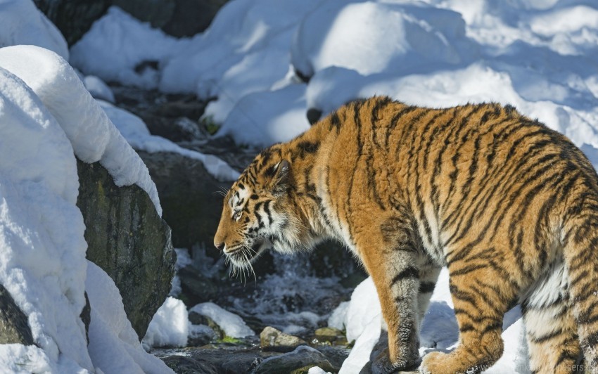 predator snow tiger wallpaper background best stock photos - Image ID 157658