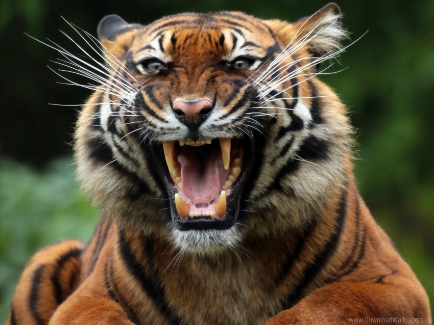 Predator Teeth Tiger Wild Cat Wallpaper Background Best Stock Photos