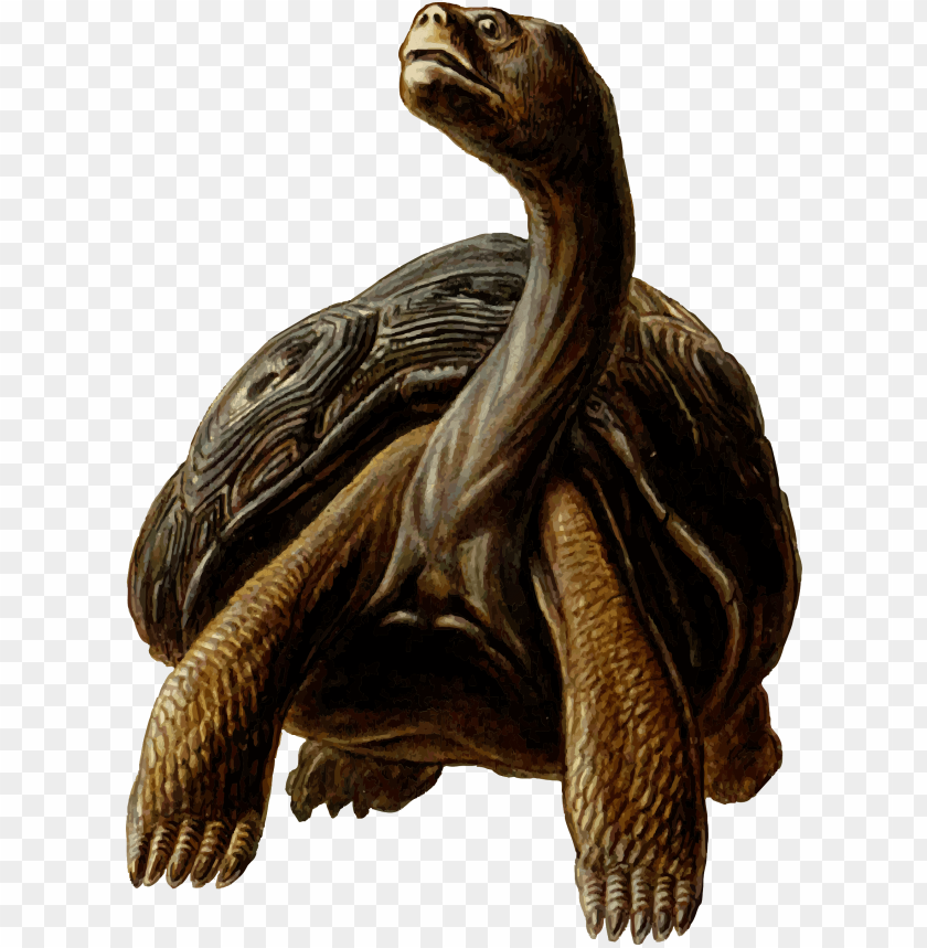 animals, tortoises, prehistoric tortoise, 