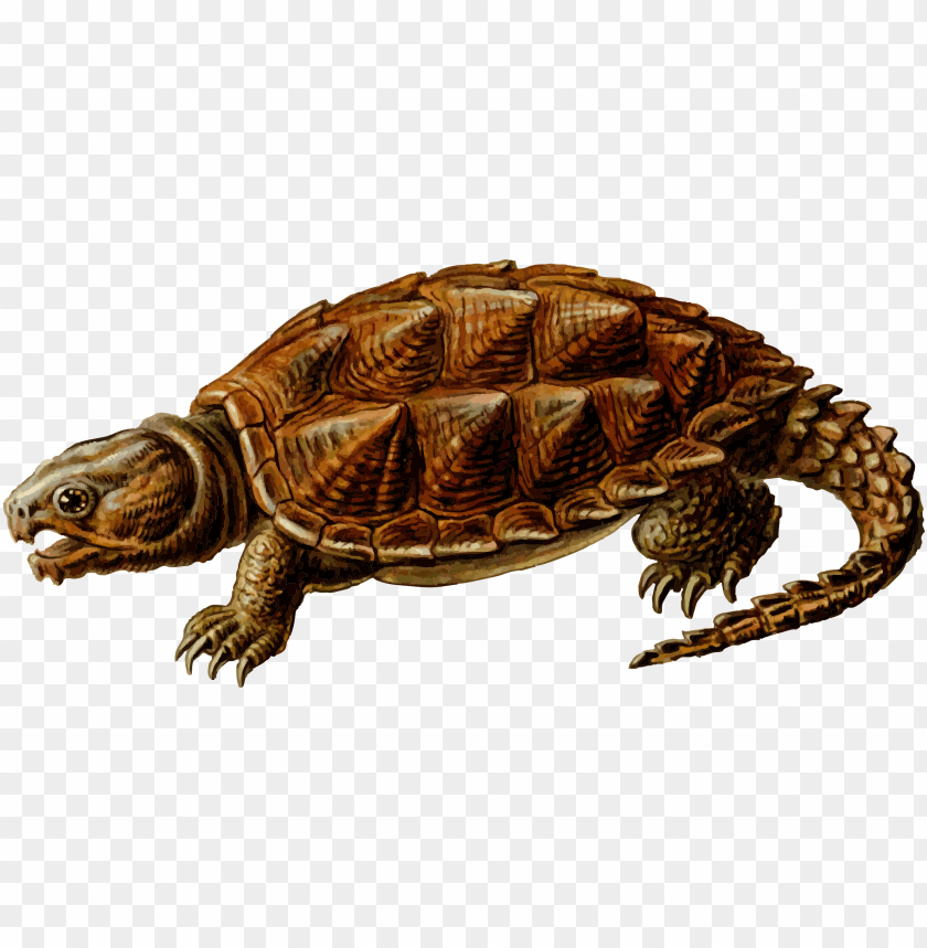 animals, turtles, prehistoric turtle, 