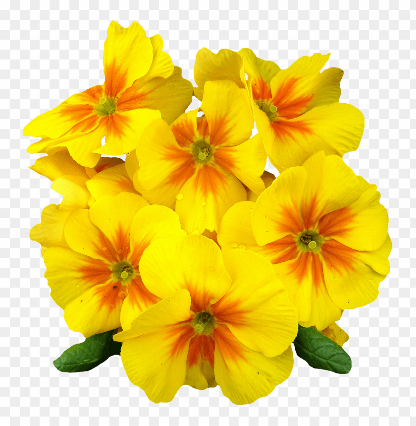 
flower
, 
primrose
