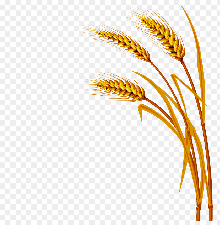 пшеничный колос