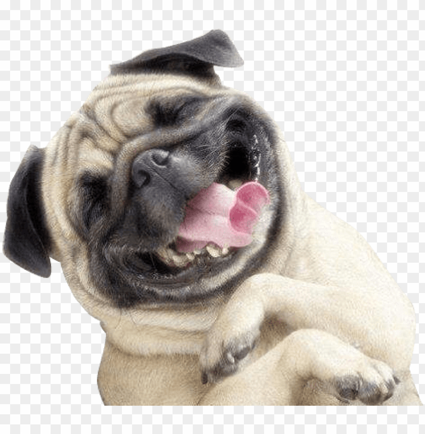 Pug Smile PNG Image With Transparent Background | TOPpng