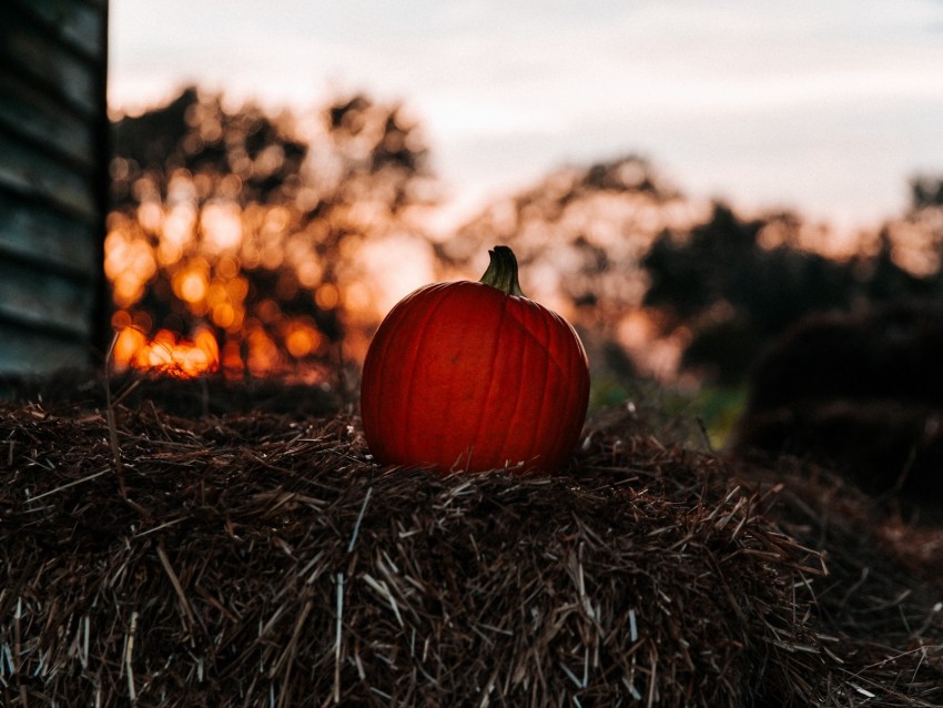 pumpkin, autumn, hay, blur background@toppng.com