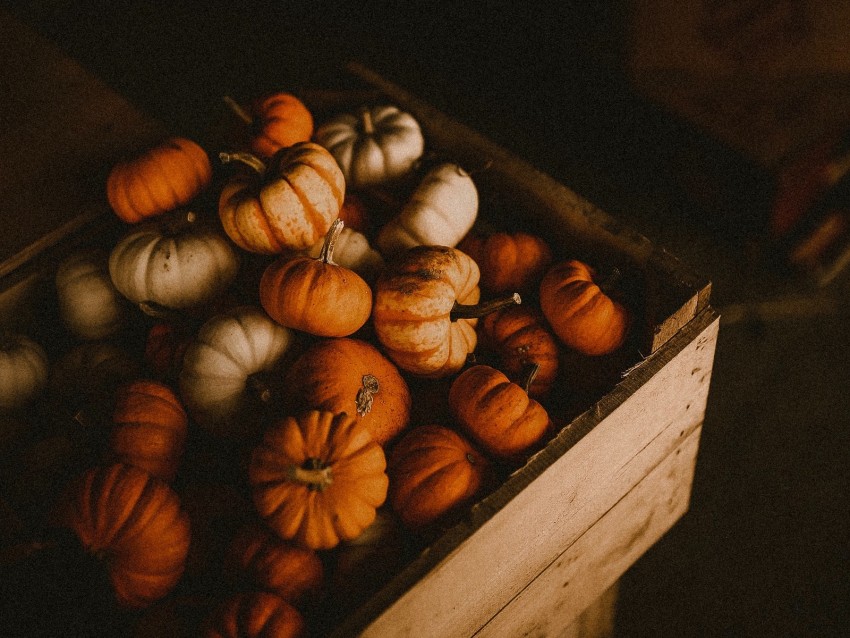 pumpkin, box, harvest, ripe