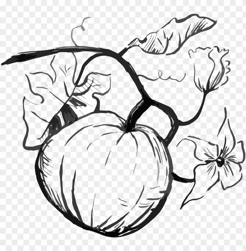 pumpkin drawing PNG transparent with Clear Background ID 79779