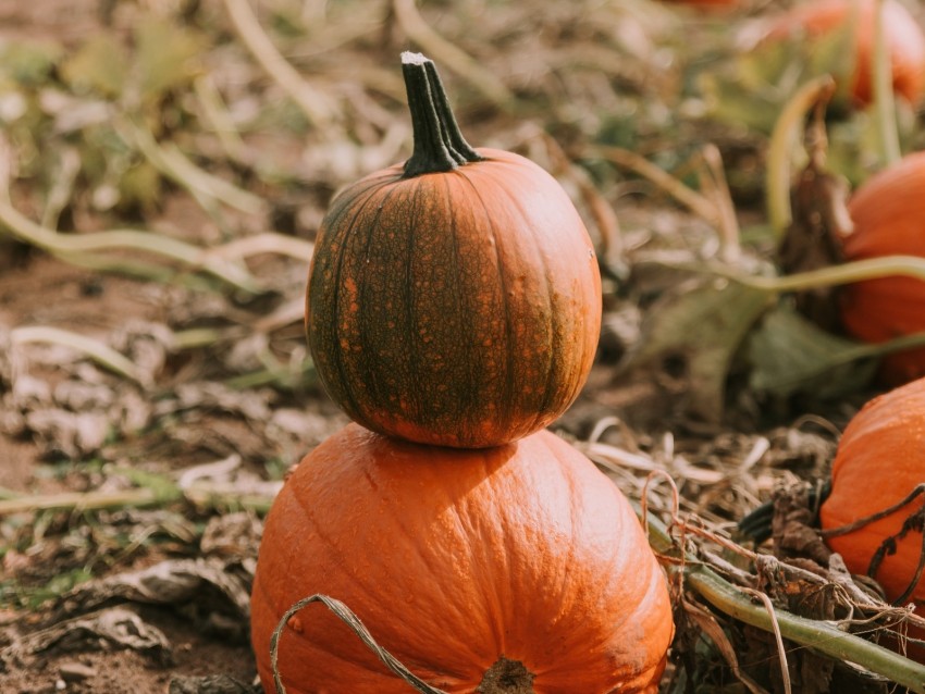 pumpkin, ripe, field, harvest
