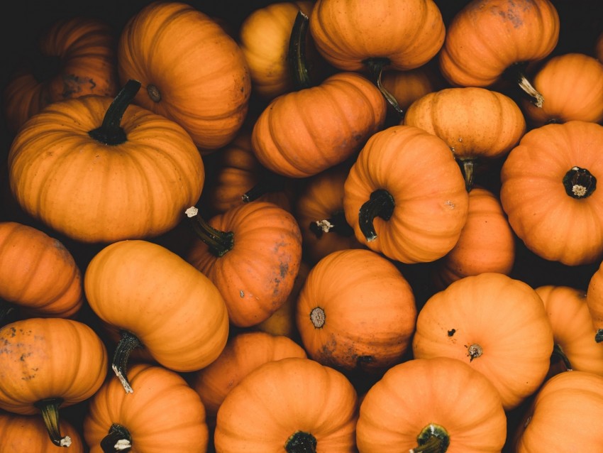 pumpkin, ripe, orange, harvest, autumn