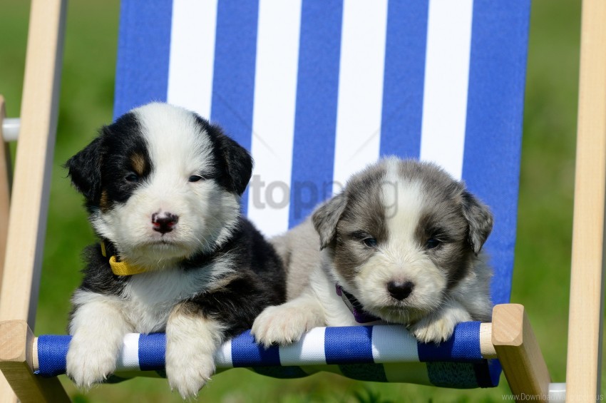 puppies recreation sunbed wallpaper background best stock photos - Image ID 160015