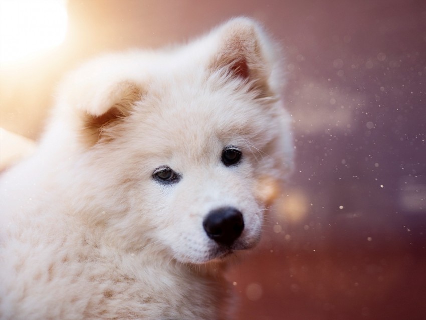 puppy, dog, white, fluffy, cute