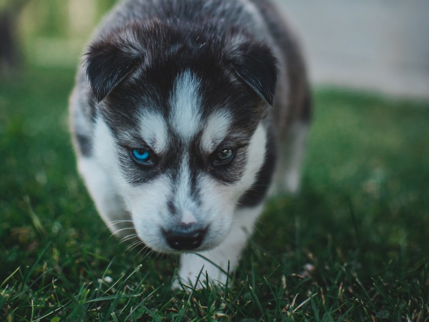 puppy, husky, dog, cute, heterochromia