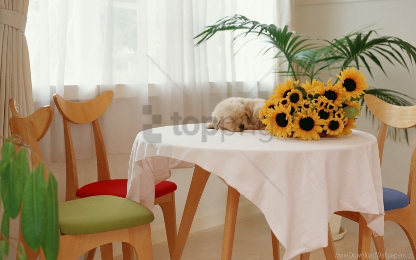 puppy sunflowers table wallpaper background best stock photos - Image ID 160754