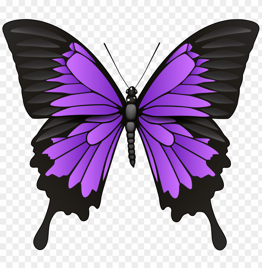 butterfly, purple