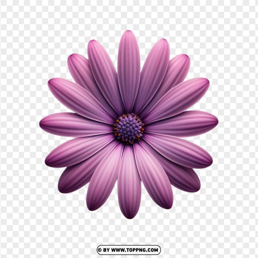 Purple Daisy Flower PNG Transparent Background