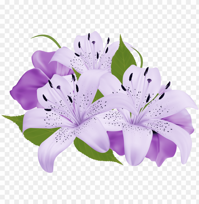 decorative, flowers, purple