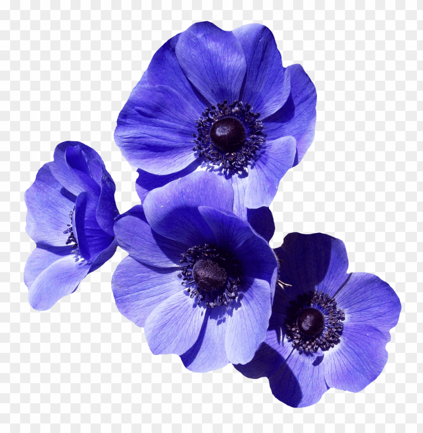 
purple
, 
flower
