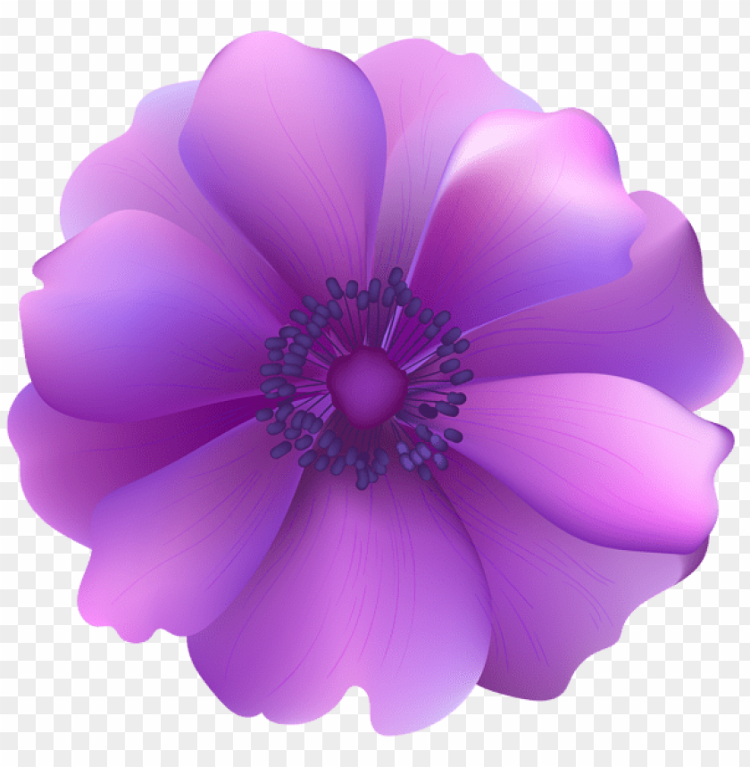 purple flower decorative transparent