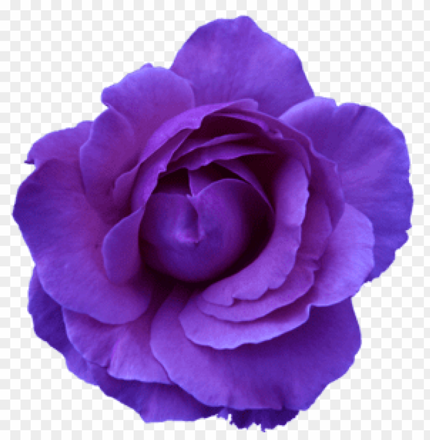 purple flower transparency PNG transparent with Clear Background ID 114054