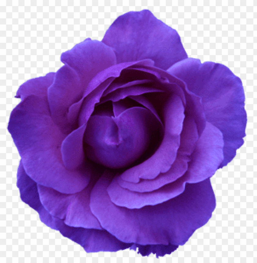 Purple Flower Transparency Png Image With Transparent Background Toppng