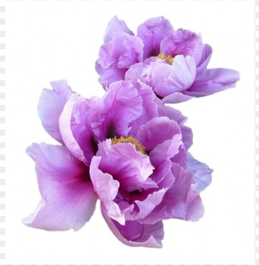 Purple Flower Transparency PNG Transparent With Clear Background ID 114062
