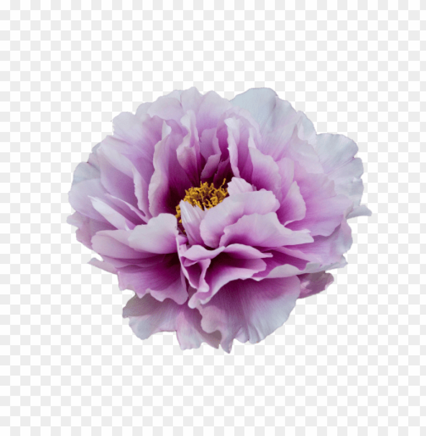 Purple Flower Transparency PNG Image With Transparent Background | TOPpng
