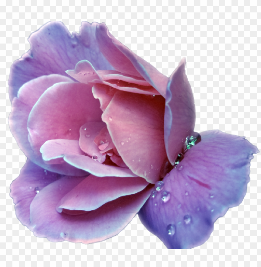 purple flower transparency png image with transparent background toppng purple flower transparency png image