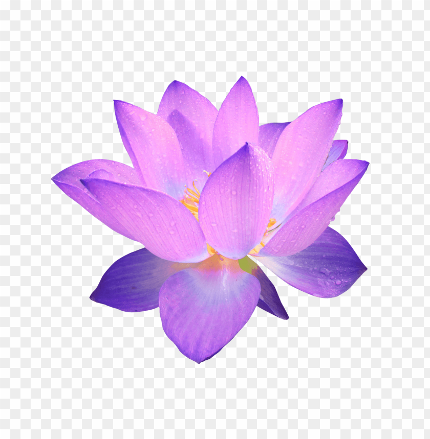purple flower transparency, transpar,purple,flower,purpleflower,transparency