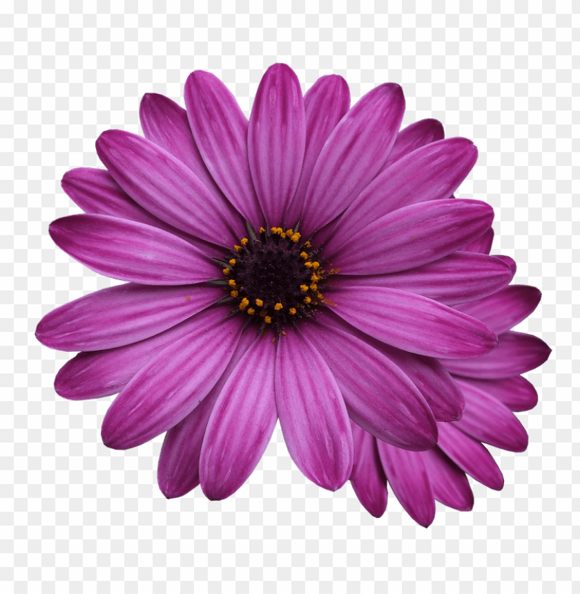 purple flower transparency, purpleflower,purple,transpar,transparency,flower