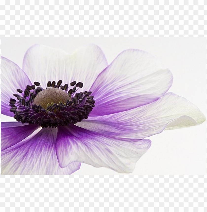 purple flower transparency, purpleflower,purple,transpar,transparency,flower