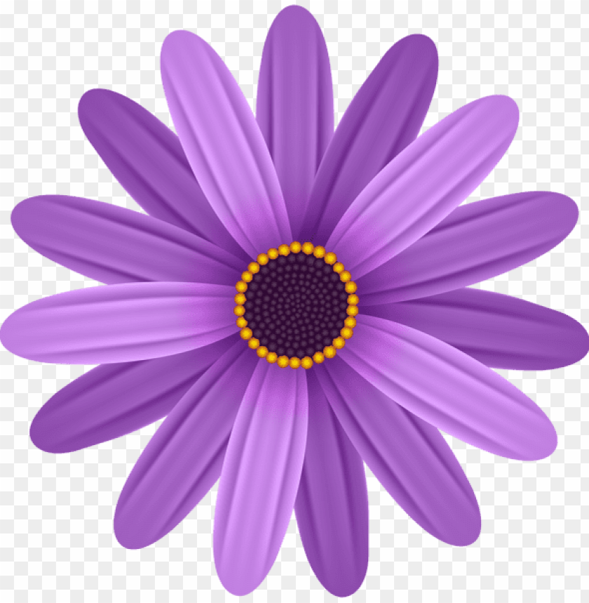 purple flower transparent