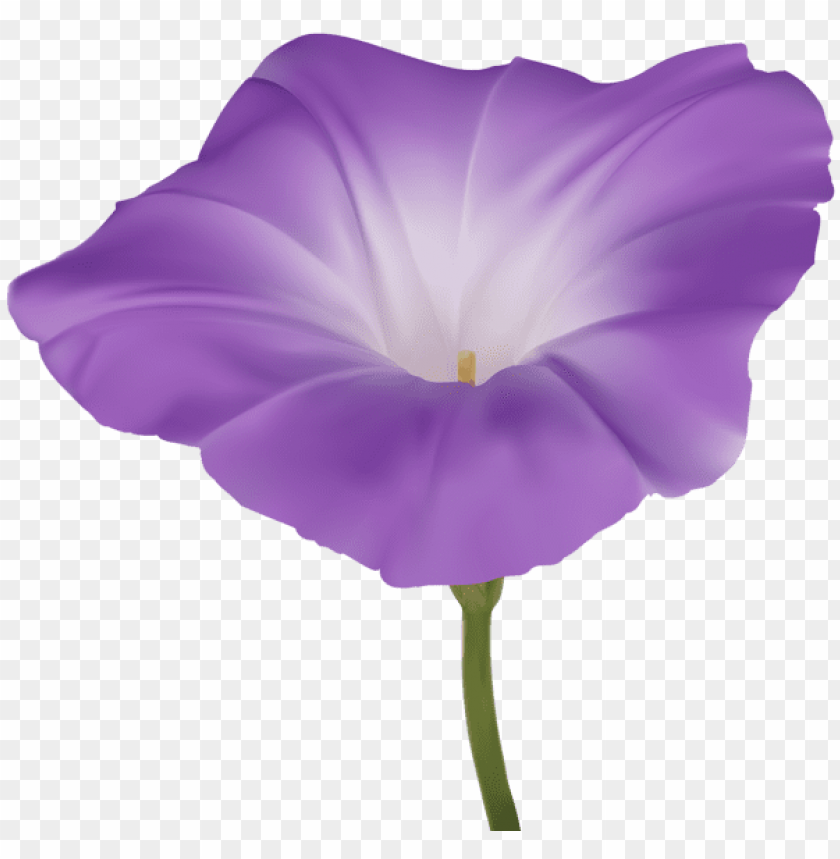PNG Image Of Purple Morning Glory Flower With A Clear Background ...