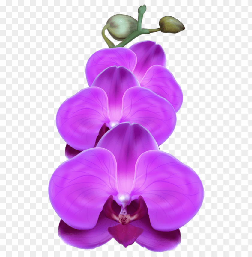 PNG image of purple orchid with a clear background - Image ID 45009