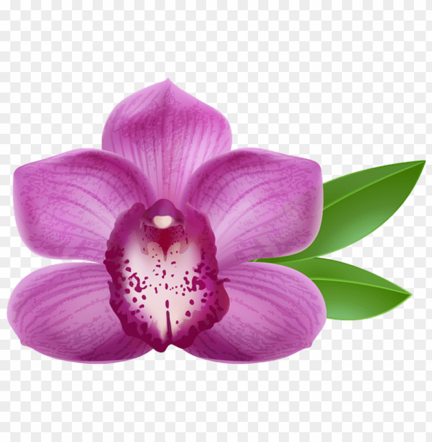 purple orchid transparent