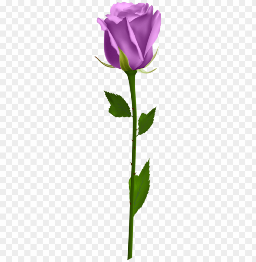 PNG image of purple rose with a clear background - Image ID 43312