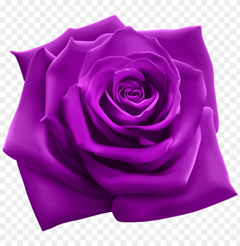 PNG image of purple rose with a clear background - Image ID 43841