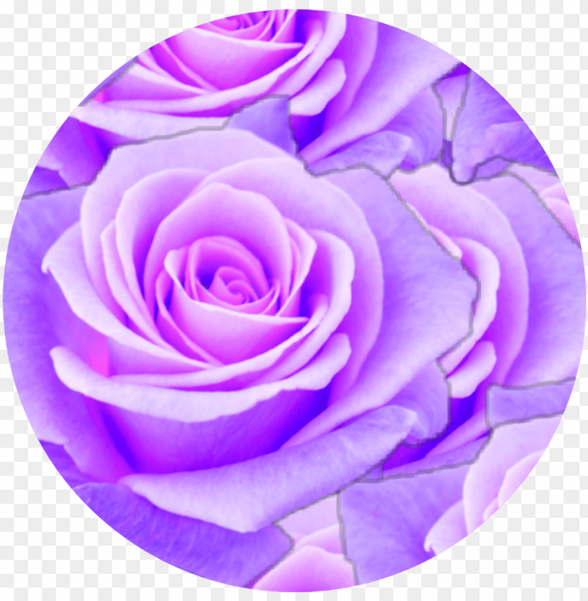free PNG #purple #rose #circle #aesthetic - aesthetic purple rose PNG image with transparent background PNG images transparent