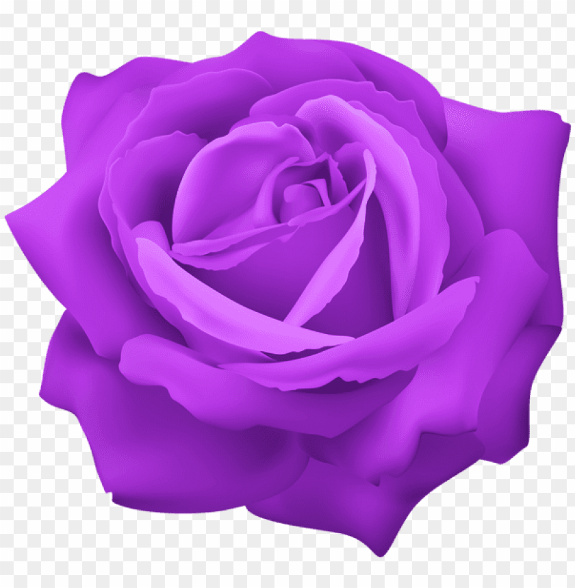 PNG image of purple rose flower with a clear background - Image ID 43827