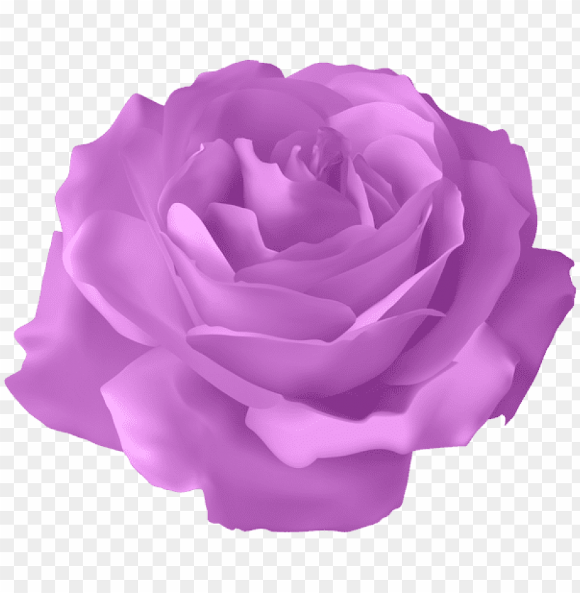 PNG image of purple rose transparent with a clear background - Image ID 43904