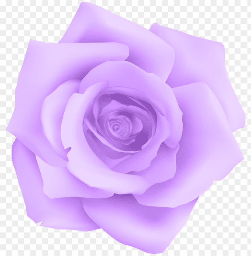 purple rose transparent