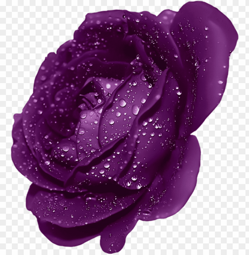 purple rose with dew
