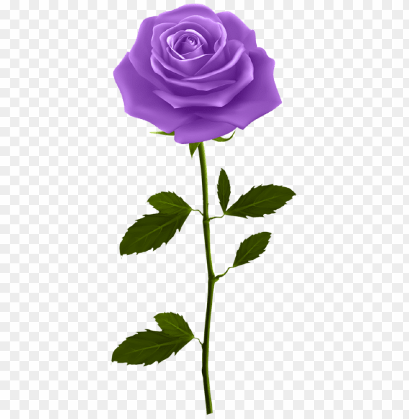 purple rose with stem