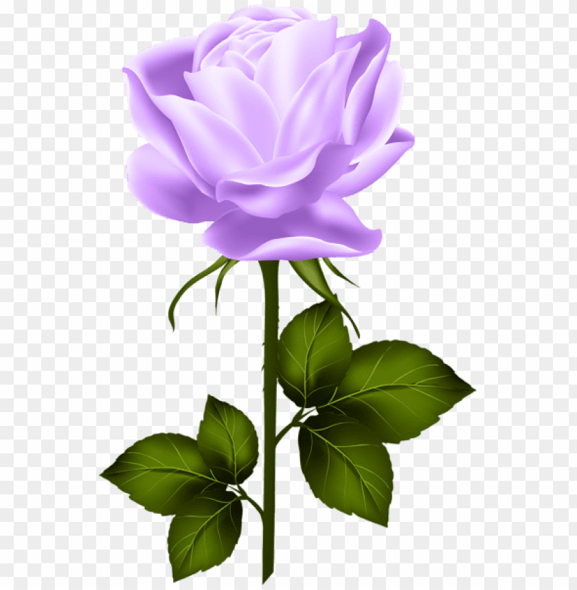 purple rose with stem png