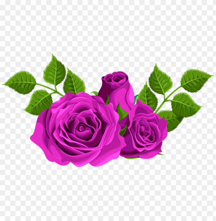 purple roses decorative