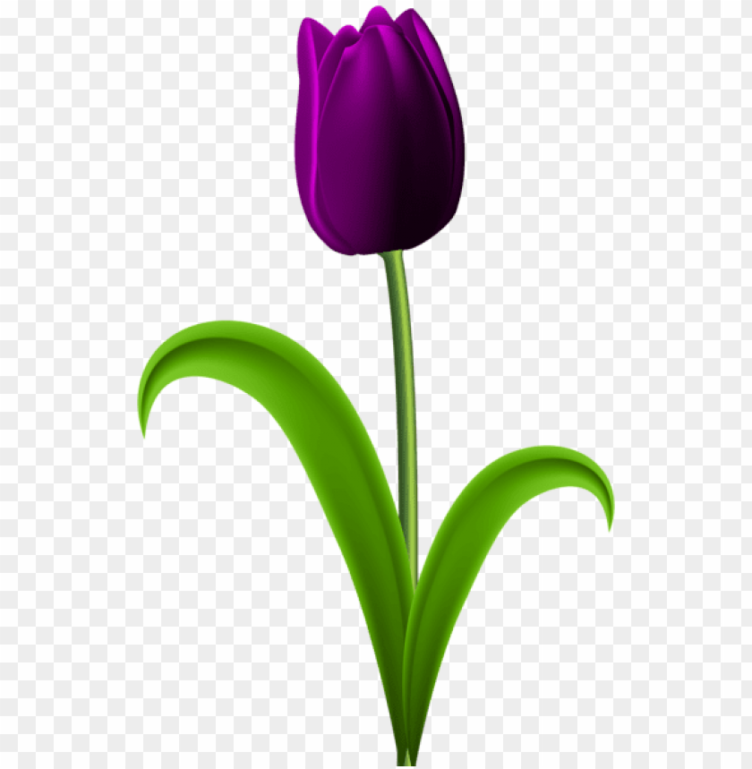 purple tulip transparent