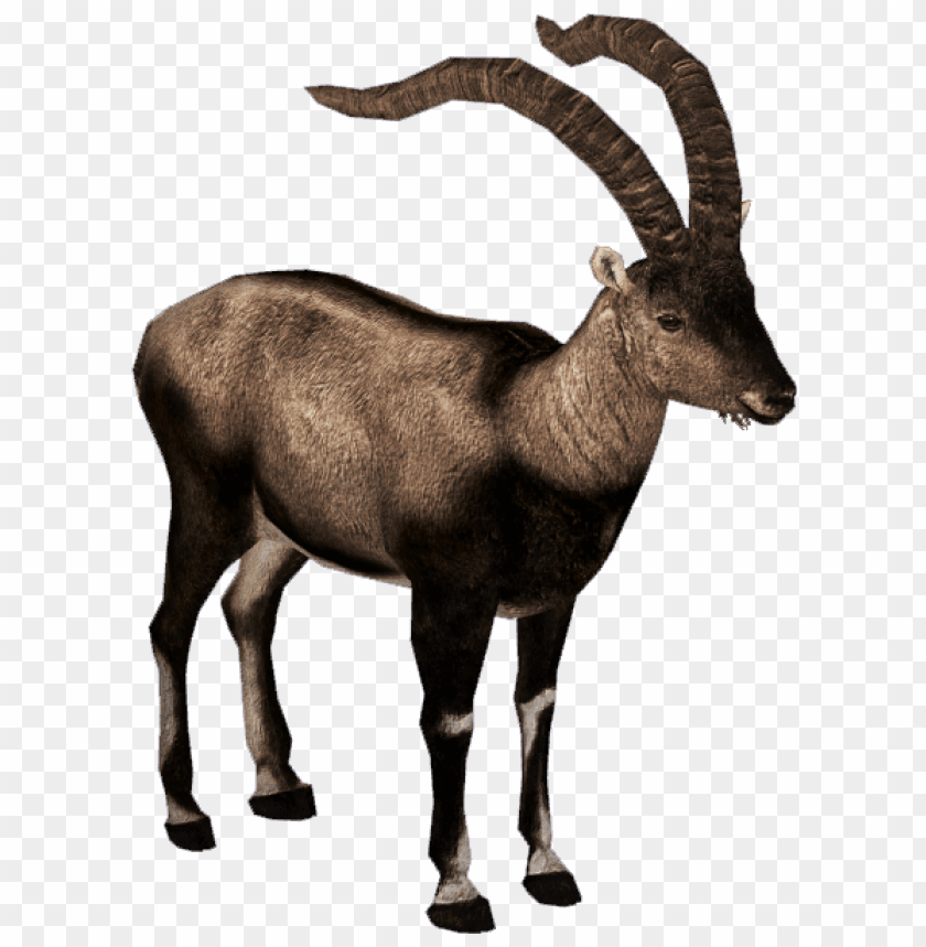 animals, ibex, pyrenean ibex, 