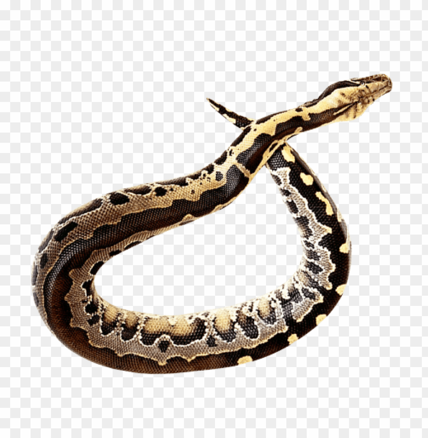 python,animals
