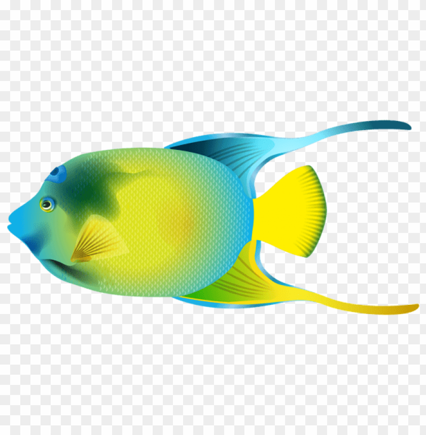 free PNG Download queen angelfish clipart png photo   PNG images transparent